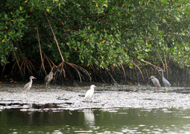 Caroni Vogelschutzgebiet